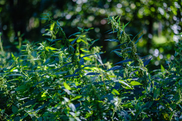 green fresh foliage. tree leaf in summer day in sunlight. abstract pattern