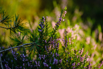 Obraz premium blooming heather in the summer forest on green blur background