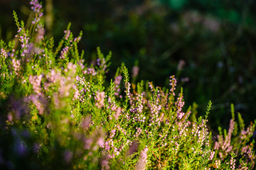 Obraz premium blooming heather in the summer forest on green blur background