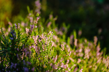 blooming heather in the summer forest on green blur background