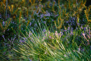 green fresh foliage. tree leaf in summer day in sunlight. abstract pattern