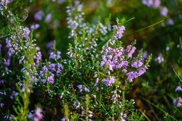 blooming heather in the summer forest on green blur background