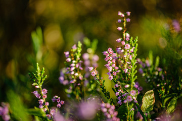 blooming heather in the summer forest on green blur background