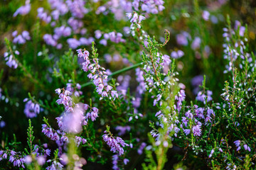 blooming heather in the summer forest on green blur background