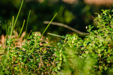 green fresh foliage. tree leaf in summer day in sunlight. abstract pattern