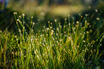 blooming flowers in the summer forest on green blur background