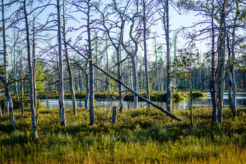 Obraz premium forest lake with blue water in summer day and reflections of old dry trees