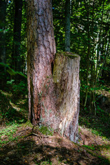 old dry broken tree trunks and stomps in forest