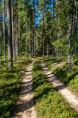 wavy gravel road in green summer forest