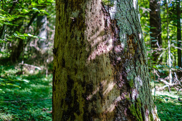 old dry broken tree trunks and stomps in forest