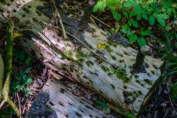 old dry broken tree trunks and stomps in forest