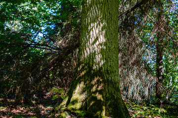 old dry broken tree trunks and stomps in forest