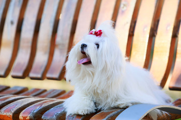 Cute maltese dog