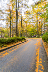 Road passing through a beautiful temperate forest at fall
