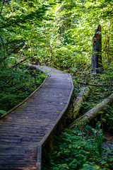 Fototapeta premium wooden stairs in summer green forest