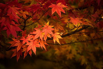 Red japanese maple leaves background