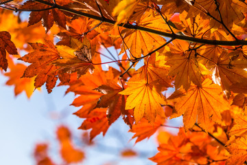 Red japanese maple leaves background