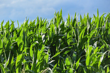 Green blooming corn field in summer.