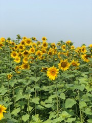 field of sunflowers