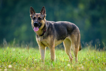 Beautiful Young Black German Shepherd Dog