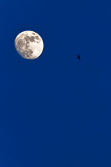 Full moon with bats flying at dusk.
