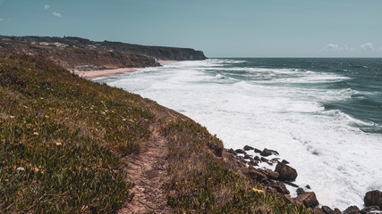 Bright yellow flowers growing at a cliff top along a coastal walk in Praia das Maçãs, Portugal. Taken on a sunny summer day with blue skies.