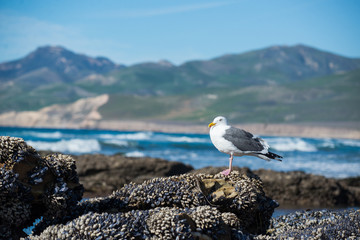 seagull on rock