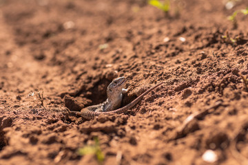 A small wild lizard on the background of the earth in a state of freedom.Photo lizards on a Sunny day
