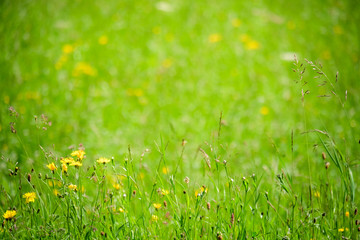 Spring natural background