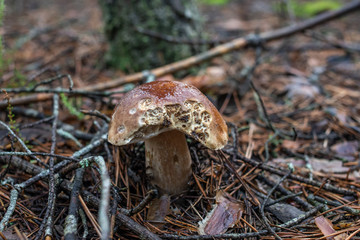mushrooms in forest