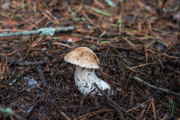 mushrooms in forest
