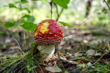 red fly agaric mushroom