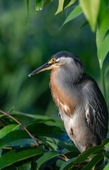 A Striated Heron perches in a bush in the early morning light near a pond.