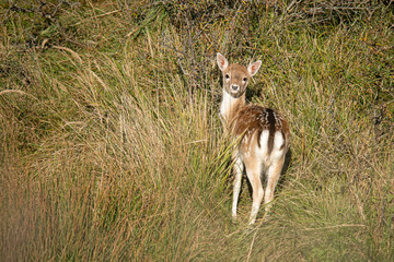 Damhirsch (Dama dama) © gebut