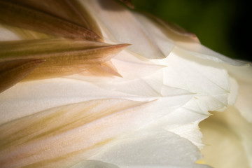 Fototapeta na wymiar Points and Curves in Petals of Night Blooming Cactus Macro
