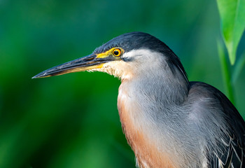 A close up of a Striated Heron perching in a bush in the early morning light near a pond.