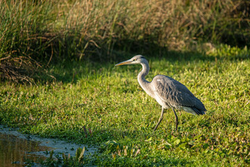Graureiher  (Ardea cinerea)