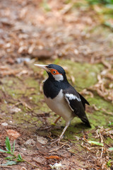 Asian Pied Starling