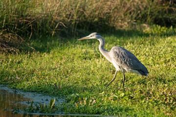 Graureiher  (Ardea cinerea))