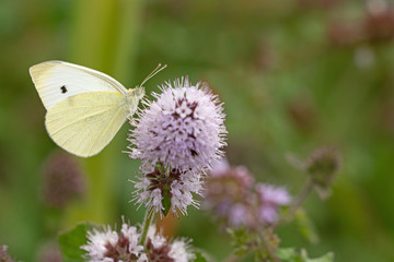 Kleiner Kohlweißling (Pieris rapae)