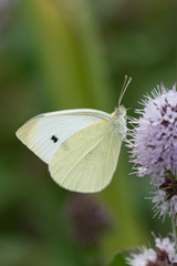 Kleiner Kohlweißling (Pieris rapae)