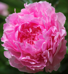 A Perfect Pink Peony in a Garden, Genus Paeonia