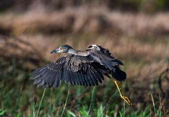 A juvenile Yellow-crowned Night Heron takes flight in the morning light.