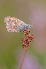 Kleines Wiesenvögelchen (Coenonympha pamphilus)