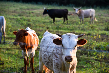 Cows in a field in golden light