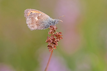 Kleines Wiesenvögelchen (Coenonympha pamphilus)
