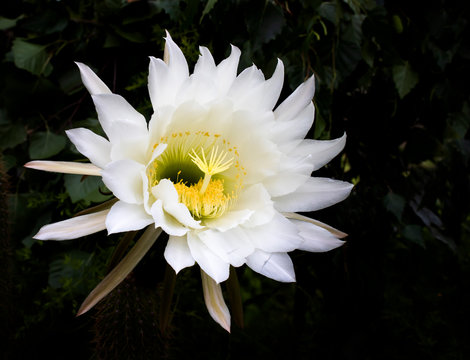 Huge Cactus Flower Blooming in Bright White and Yellow
