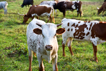 cows in a field