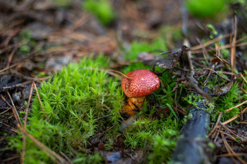 mushrooms in forest