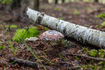 mushrooms in forest